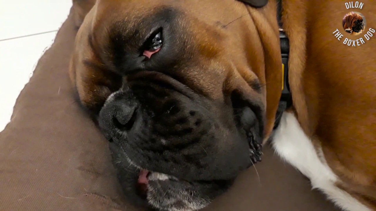 boxer dog snoring