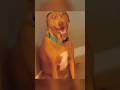 Local wisdom DJ #short #cat #funnyvideo