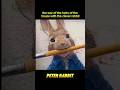 The War Between the Heir of the House and the Clever Rabbit #movie #shorts