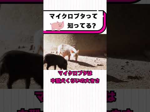 マイクロブタって知ってる？#都音ゆずたみ #雑学 #豆知識