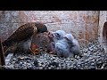 Cornell American Kestrel Cam ~ Mom Feeds Bird-getti To Chicks 6.24.18