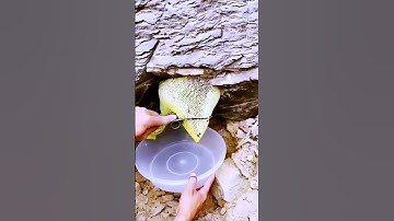 Sharing the process of harvesting honey - good tools can improve the efficiency of doing things