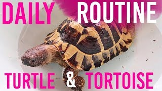 Day In The Life Of My Tortoise & Turtle | Daily Routine Feeding My Pets