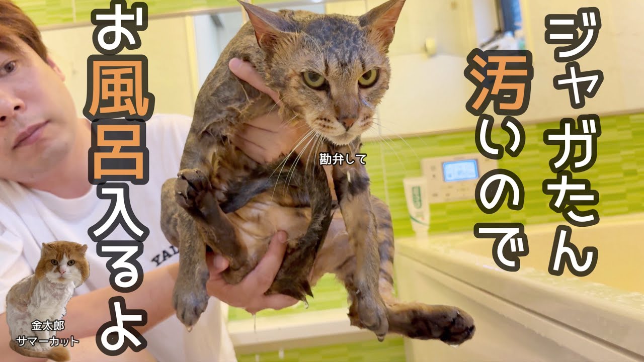 【大失敗】ジャガたん初めてのお風呂！！大変な事になりました…。