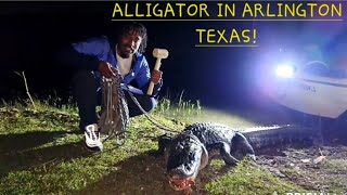 Giant alligator at Lake Arlington Caught while catfishing
