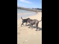 Ragu and Shara playing on the beach