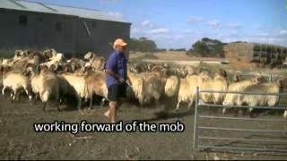 Neil McDonald educating Awassi rams with Kelpies