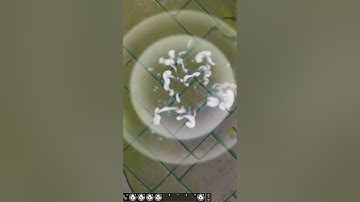 3 Step Spell Effects For Foundry VTT