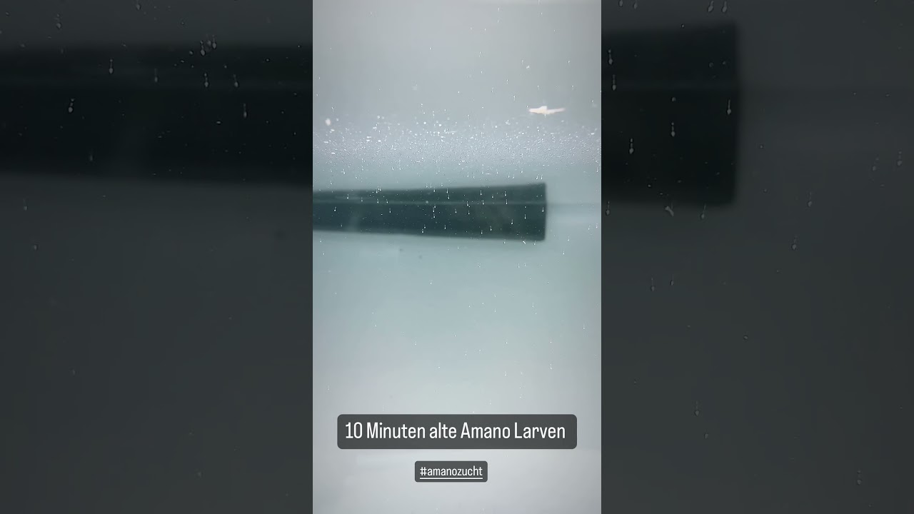 Frische Amano Larven direkt nachdem Schlupf.