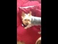 My Australian Silky Terrier Ruby の動画、YouTube動画。