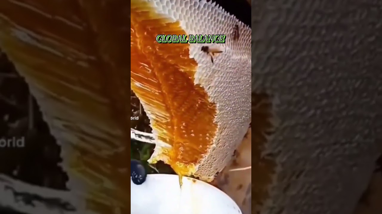 😋😋Harvesting the yummy bee honey  