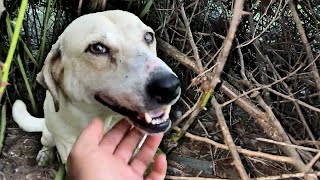 We followed the mother dog and found her puppies among the bushes.