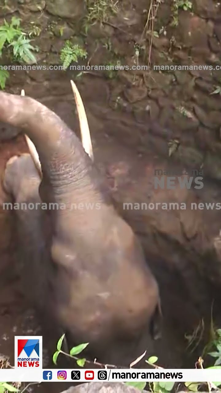 മലപ്പുറം വെറ്റിലപ്പാറ ഓടക്കയത്ത് കാട്ടാന കിണറ്റിൽ വീണു; രക്ഷപ്പെടുത്താന്‍ ശ്രമം തുടരുന്നു