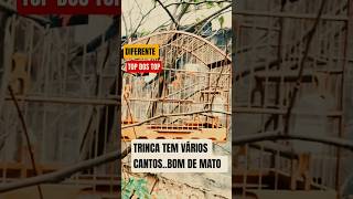 TRINCA NO MATO ELE SE GATENTE CANTA #trincaferro #passaros #birds #dicas #aves #zoo #coleiro #shorts