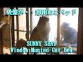 窓用猫ベッド【かわいい子猫のおもしろい動画】