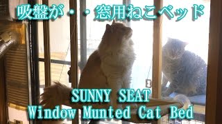 窓用猫ベッド【かわいい子猫のおもしろい動画】