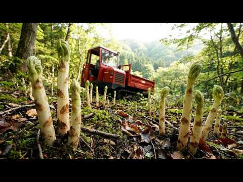 Japanese Mountain Asparagus Farming – Unique Underground Harvesting Process