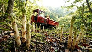 Japanese Mountain Asparagus Farming – Unique Underground Harvesting Process