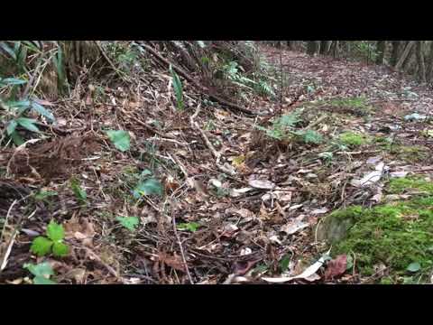 【ASMR  自然音】森の散歩、冬山の枯れ葉が落ちる道を歩く音。nature sound