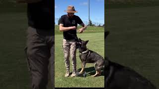 How To Teach A Focused Heel | Dog Training Video | #Dogtraining #Dogbehavior #Doglovers