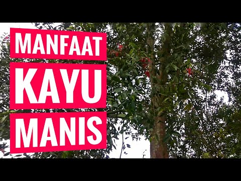 Video: >> Pohon Kayu Manis - Khasiat Dan Kegunaan Yang Berguna Dari Pohon Kayu Manis, Bunga Pohon Kayu Manis