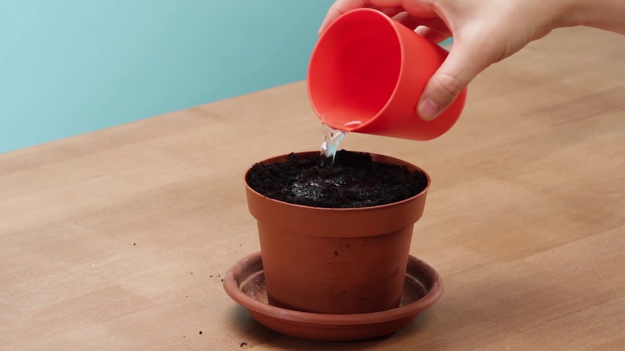 6 hacks para REPLANTAR tus ALIMENTOS favoritos 🥑 | VIX manualidades raudales