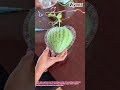 Harvesting Heart Shaped Watermelon From Mold 🍉❤️
