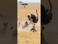 Ostrich Vs Hyenas One Kick At A Time