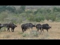 El inesperado final del ataque de dos leones a un búfalo