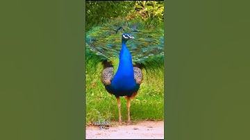 Peafowl bird ~ Peacock sound ❤️ 😍 💖  #birds #peacocksound