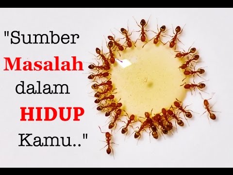 Motivasi Hidup Sukses - Akar dari Setiap Masalah Hidup 