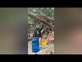 Forest Survival #viral 