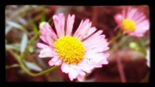 Malar pola malarkindra manam vendum thaye song #PKedits