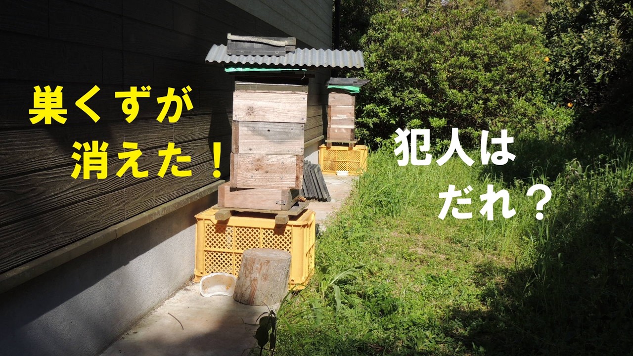 日本蜜蜂の待ち箱への巣くず利用にはリスクがありました！ - YouTube