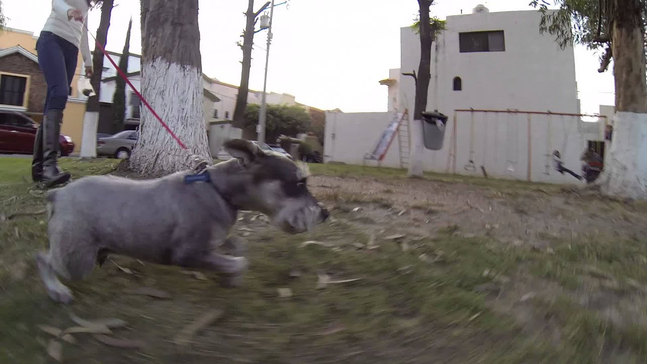 Shooting the dog (Video) - Blacky