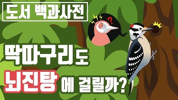 평생 나무를 두드리는 딱따구리는 과연 뇌진탕에 걸릴까? [도서 백과사전]