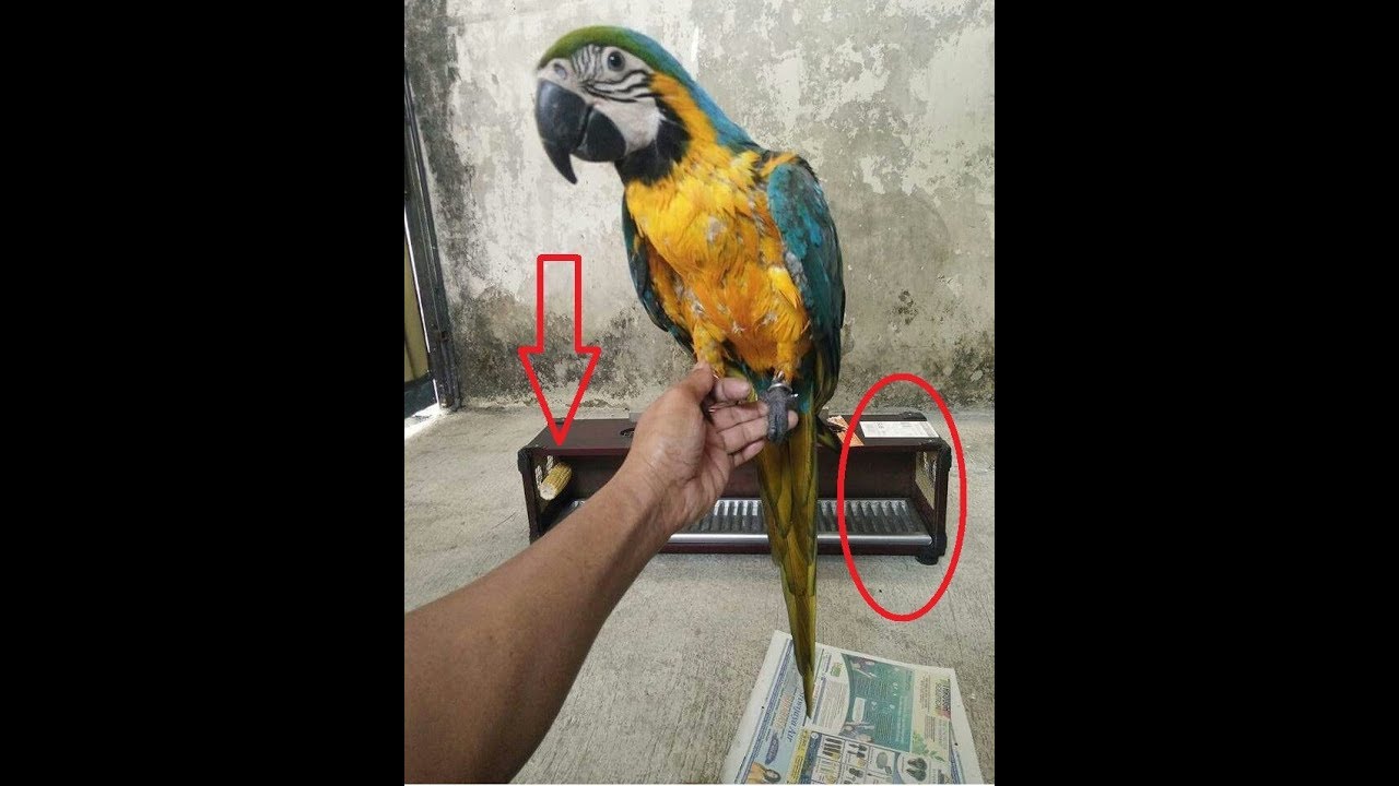 Box Burung Berkualitas Tinggi Untuk Burung Macaw Kakaktua Dan