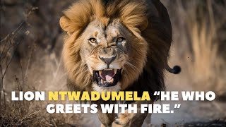 Lion NTWADUMELA the worst enemy of hyenas