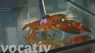 Crayfish Keep Protivin Brewery’s Water Pure
