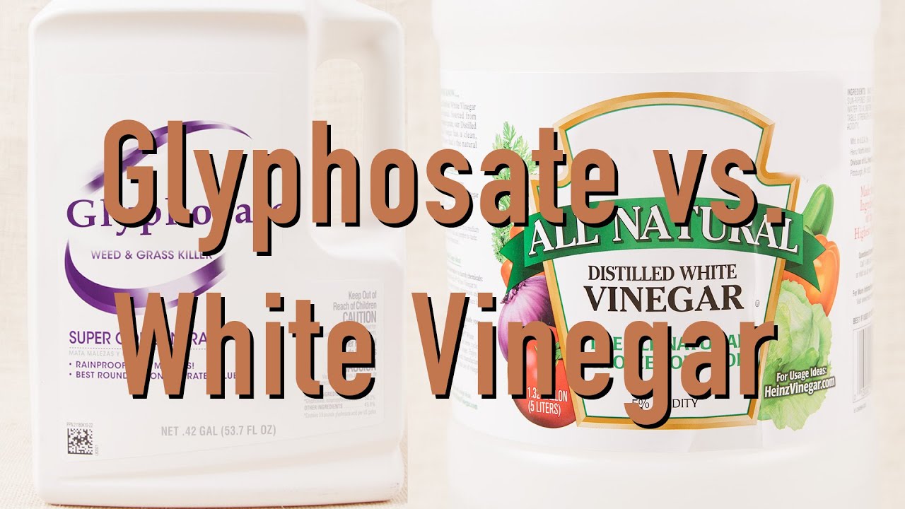 Killing Weeds With Glyphosate vs. Distilled White Vinegar DiTuro