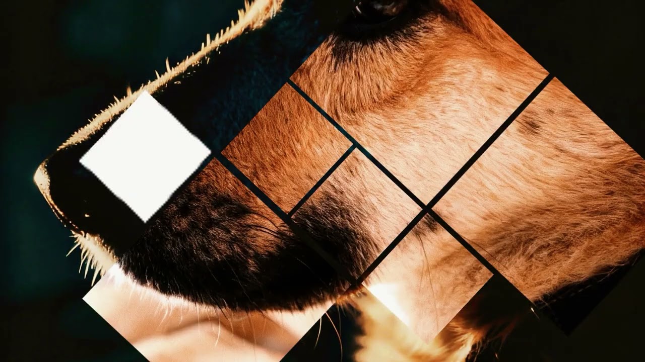 Professional studio photo of Uzi, Pet with AI.