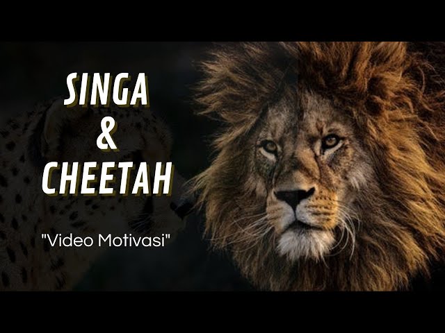 Singa dan Cheetah - Video motivasi || video penuh inspirasi || mengejar kebahagiaan class=