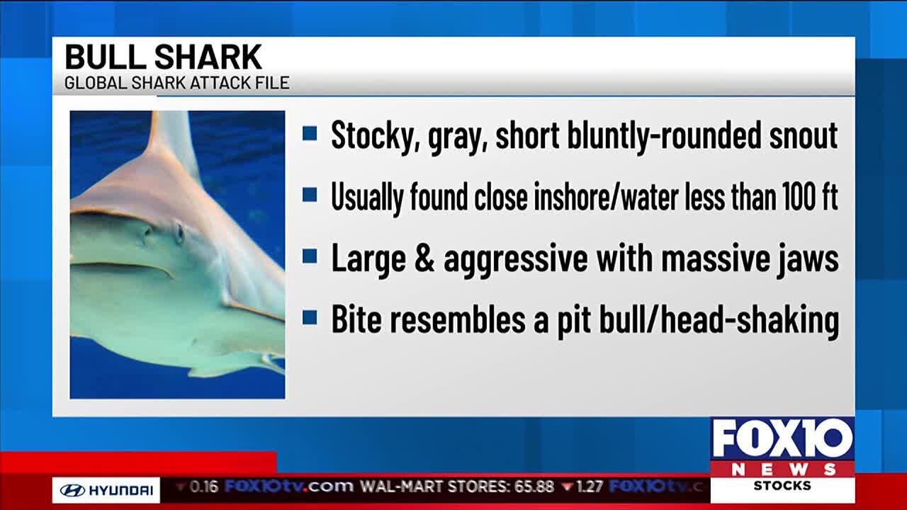 Bull sharks spotted Saturday off Panama City Beach, officials say