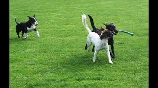 English Bull Terrier Bailey With Springadors Lexi & Lilly.