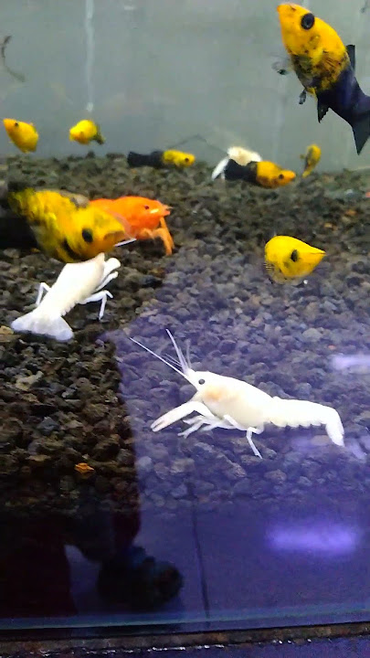 ikan dan udang lucu banget #shorts #ikanhias #udang #lucu #aquarium