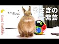 【うさぎ】ボール遊びで見せたウサギのかわいい一発芸を見逃すな！【ネザーランドドワーフ】Rabbit vlog #48 Rabbit’s quick trick.