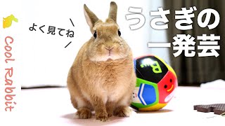 【うさぎ】ボール遊びで見せたウサギのかわいい一発芸を見逃すな！【ネザーランドドワーフ】Rabbit vlog #48 Rabbit’s quick trick.