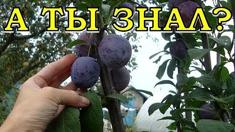 Опадает СЛИВА, почему и что делать?