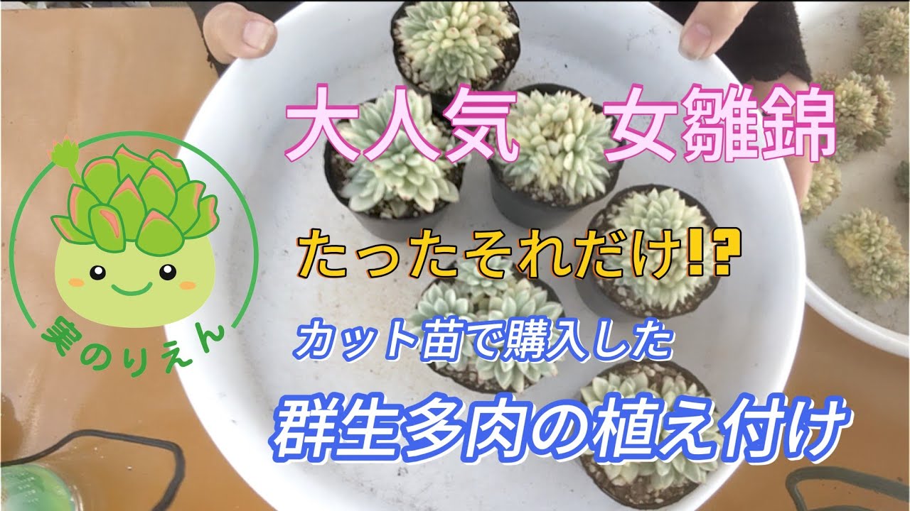 24 大人気 女雛錦！カット苗で購入後の植えつけ方！！ - YouTube
