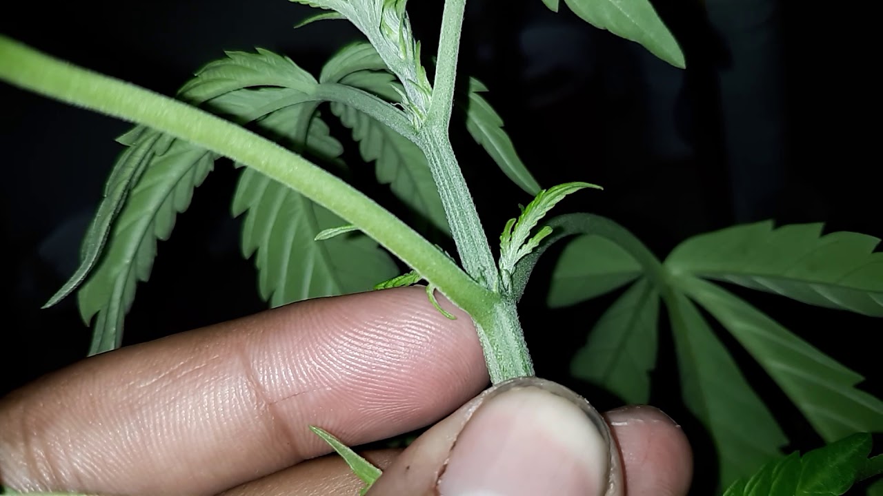 How to tell if your marijuana plant is FEMALE or MALE: First time growers MUST WATCH